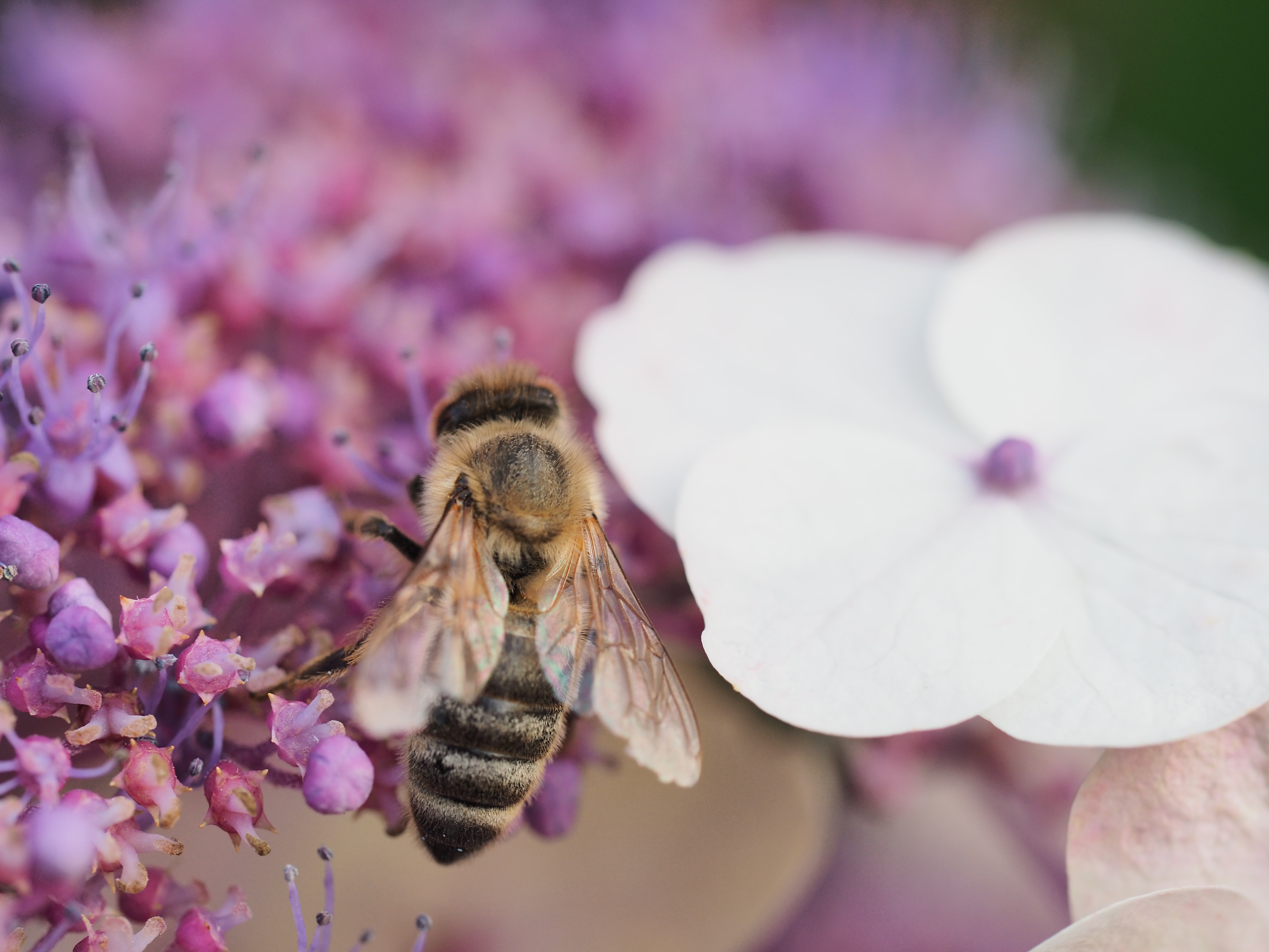Why are bees so bee-witching?
